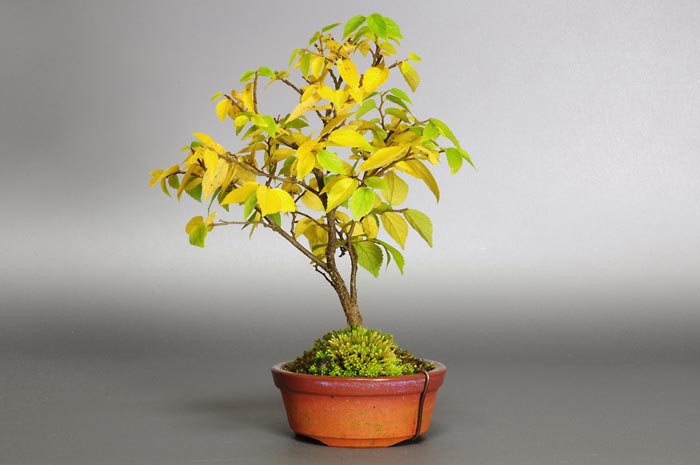 ミニ盆栽・エノキL（えのき・榎）雑木盆栽を右側から見た景色・Celtis sinensis bonsai