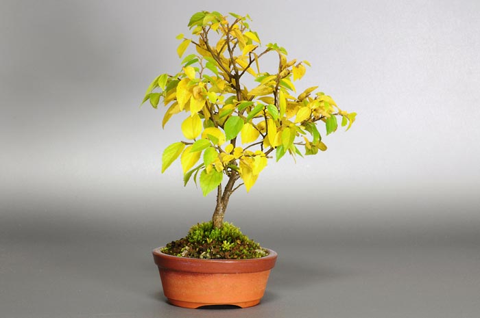 ミニ盆栽・エノキL（えのき・榎）雑木盆栽を左側から見た景色・Celtis sinensis bonsai