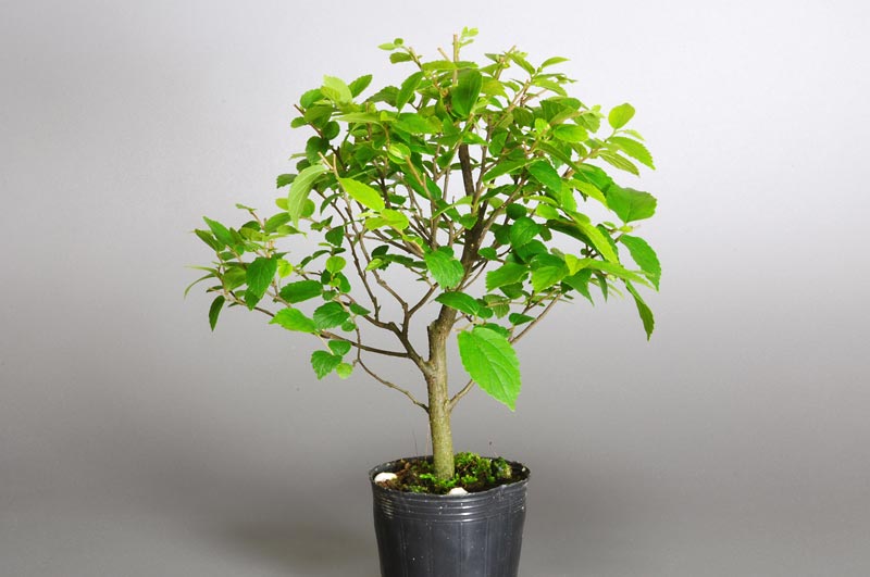 エノキM（えのき・榎）雑木盆栽の販売と育て方・作り方・Celtis sinensis bonsai