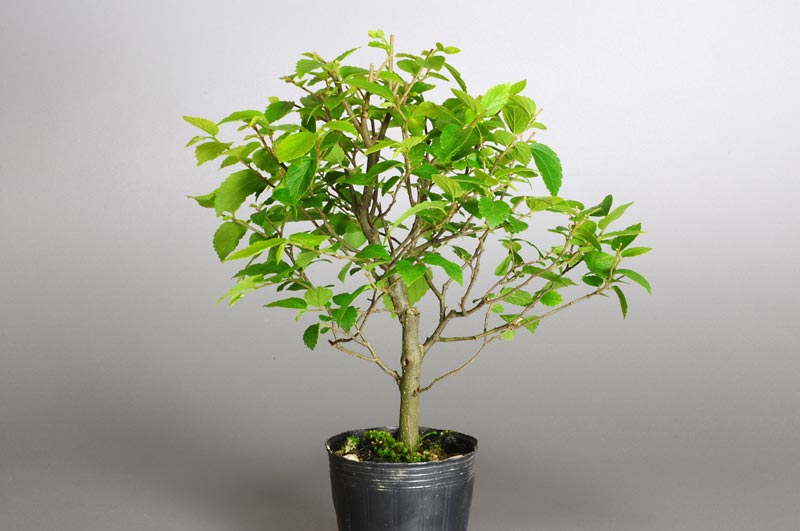 エノキM（えのき・榎）雑木盆栽を裏側から見た景色・Celtis sinensis bonsai