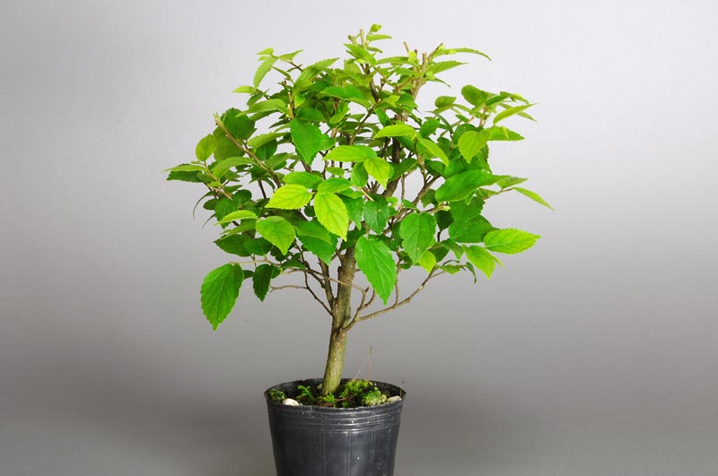 エノキM（えのき・榎）雑木盆栽を右側から見た景色・Celtis sinensis bonsai