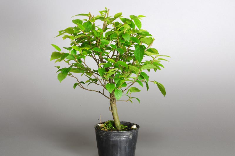 エノキM（えのき・榎）雑木盆栽を左側から見た景色・Celtis sinensis bonsai