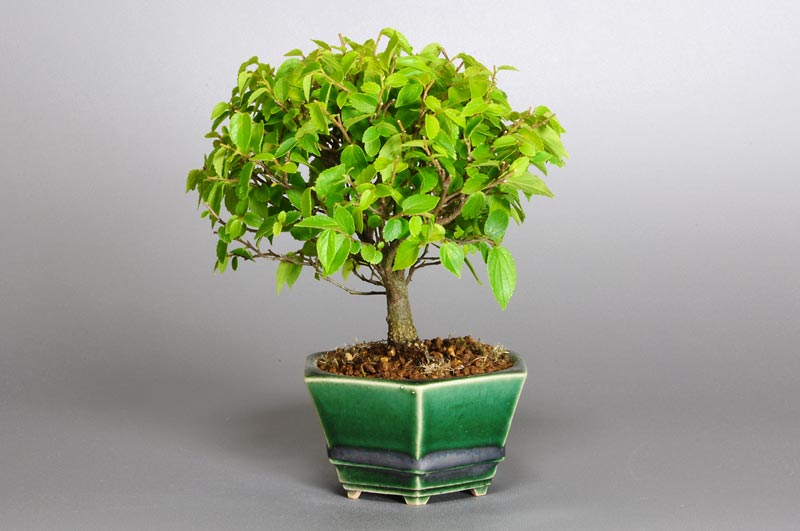 エノキN-1（えのき・榎）雑木盆栽を右側から見た景色・Celtis sinensis bonsai