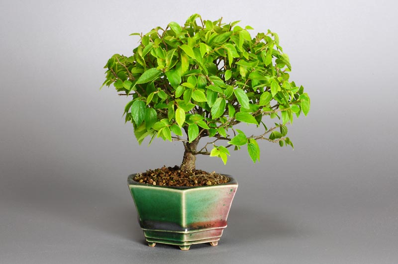 エノキN-1（えのき・榎）雑木盆栽を左側から見た景色・Celtis sinensis bonsai