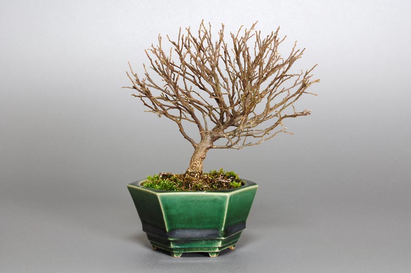 エノキN（えのき・榎）雑木盆栽を裏側から見た景色・Celtis sinensis bonsai