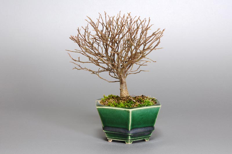 エノキN（えのき・榎）雑木盆栽を右側から見た景色・Celtis sinensis bonsai