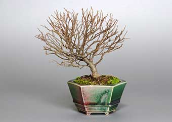 エノキ-E（えのき・榎）盆栽の樹作りの参考樹形・Celtis sinensis Best bonsai