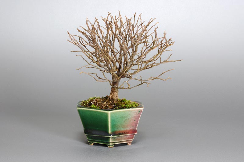 エノキN（えのき・榎）雑木盆栽を左側から見た景色・Celtis sinensis bonsai