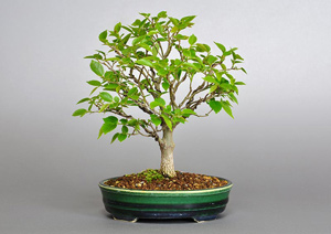 エノキ-O（えのき・榎）盆栽の成長記録-1・Celtis sinensis bonsai