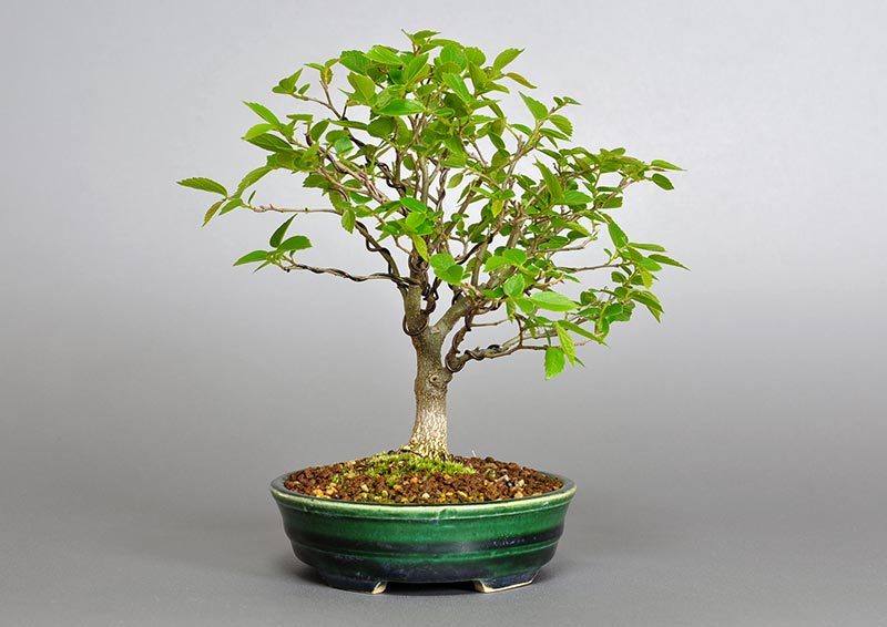 エノキ-O-1(えのき・榎)雑木盆栽を左側から見た景色・Celtis sinensis bonsai