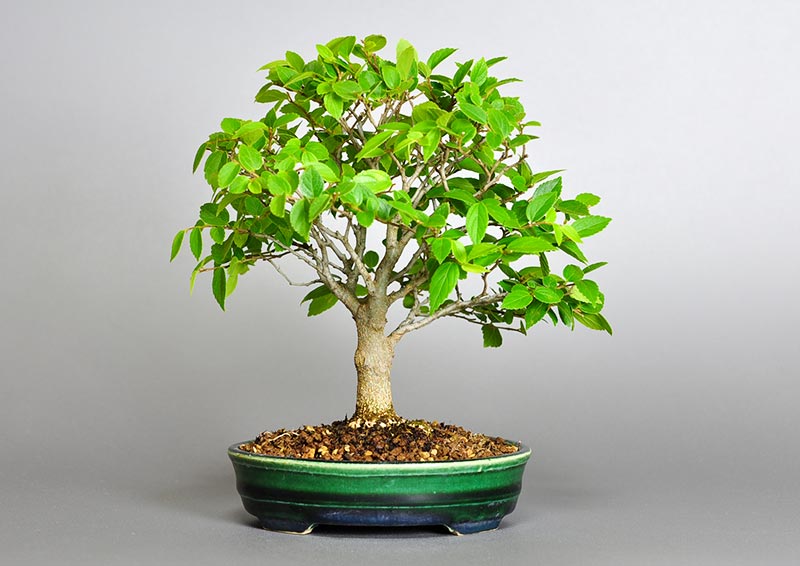 エノキ-O（えのき・榎）雑木盆栽を裏側から見た景色・Celtis sinensis bonsai