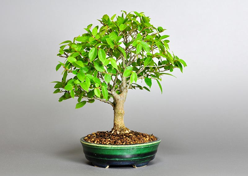 エノキ-O（えのき・榎）雑木盆栽を右側から見た景色・Celtis sinensis bonsai