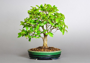 エノキ-O（えのき・榎）盆栽の樹作りの参考樹形・Celtis sinensis Best bonsai