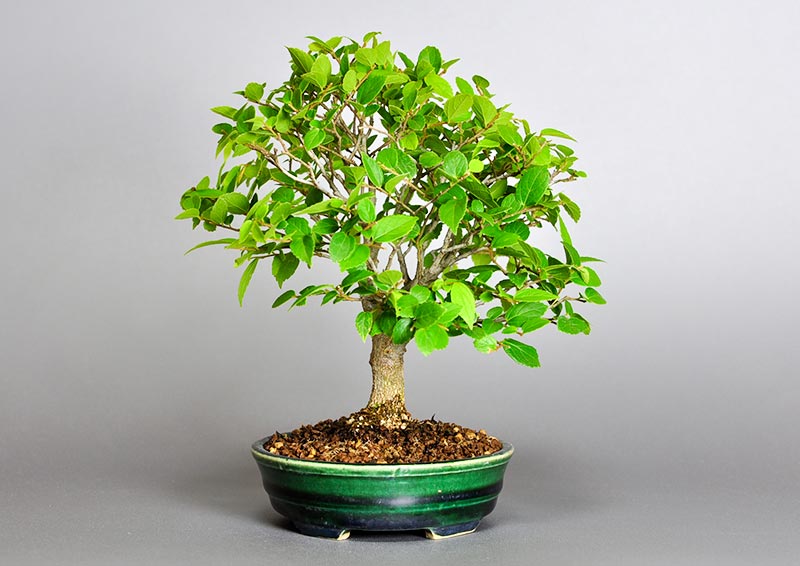 エノキ-O（えのき・榎）雑木盆栽を左側から見た景色・Celtis sinensis bonsai