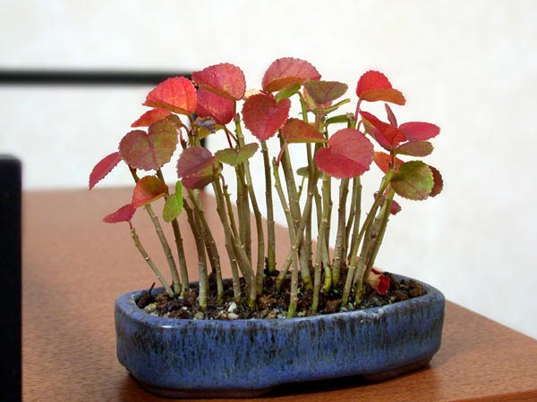 ハマボウ-A（はまぼう・浜朴）雑木盆栽の販売と育て方・作り方・Hibiscus hamabo bonsai