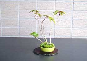 ハゼノキA（はぜのき・櫨の木）雑木盆栽の更新記録-1・Rhus succedanea bonsai