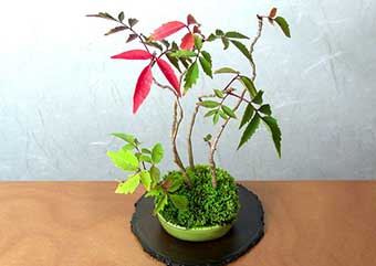 ハゼノキA（はぜのき・櫨の木）雑木盆栽の更新記録-2・Rhus succedanea bonsai
