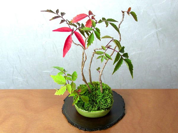 ハゼノキA-2（はぜのき・櫨の木）雑木盆栽の販売と育て方・作り方・Rhus succedanea bonsai