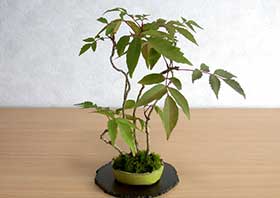 ハゼノキA（はぜのき・櫨の木）雑木盆栽の更新記録-3・Rhus succedanea bonsai
