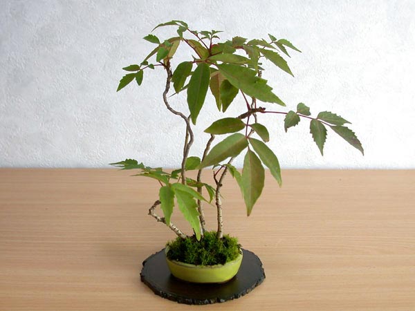 ハゼノキA-3（はぜのき・櫨の木）雑木盆栽の販売と育て方・作り方・Rhus succedanea bonsai
