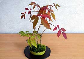 ハゼノキA（はぜのき・櫨の木）雑木盆栽の更新記録-4・Rhus succedanea bonsai