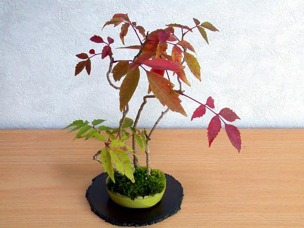 ハゼノキA-4（はぜのき・櫨の木）雑木盆栽の販売と育て方・作り方・Rhus succedanea bonsai