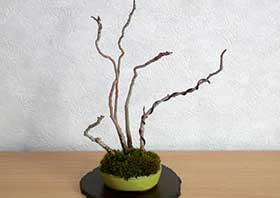 ハゼノキA（はぜのき・櫨の木）雑木盆栽の更新記録-5・Rhus succedanea bonsai