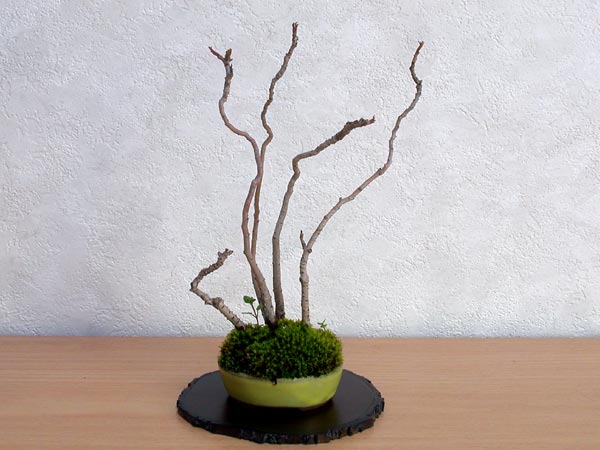 ハゼノキA（はぜのき・櫨の木）雑木盆栽の販売と育て方・作り方・Rhus succedanea bonsai