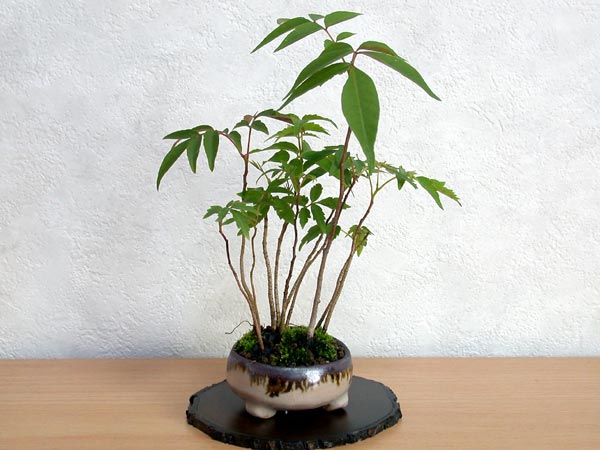 ハゼノキC（はぜのき・櫨の木）雑木盆栽の販売と育て方・作り方・Rhus succedanea bonsai