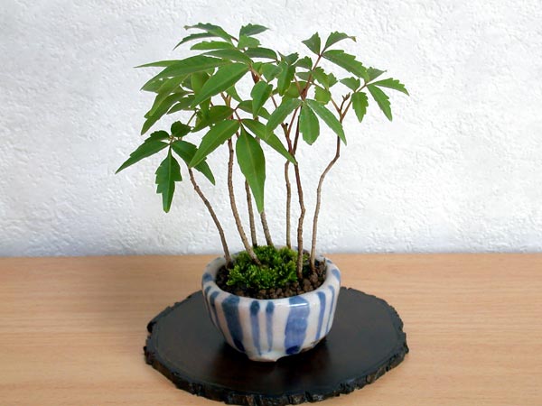 ハゼノキD（はぜのき・櫨の木）雑木盆栽の販売と育て方・作り方・Rhus succedanea bonsai