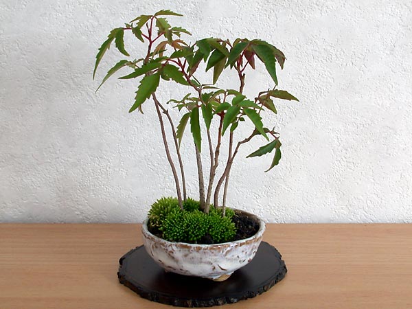 ハゼノキH（はぜのき・櫨の木）雑木盆栽の販売と育て方・作り方・Rhus succedanea bonsai