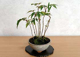ハゼノキL（はぜのき・櫨の木）雑木盆栽の更新記録-1・Rhus succedanea bonsai