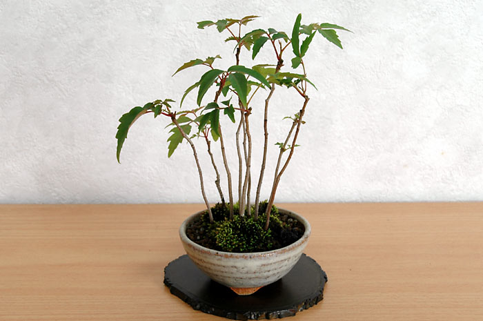 ハゼノキL-1（はぜのき・櫨の木）雑木盆栽の販売と育て方・作り方・Rhus succedanea bonsai