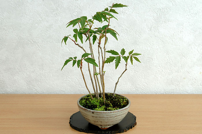 ハゼノキL（はぜのき・櫨の木）雑木盆栽の販売と育て方・作り方・Rhus succedanea bonsai