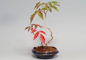 ハゼノキQ（はぜのき・櫨の木）雑木盆栽の更新記録-1・Rhus succedanea bonsai