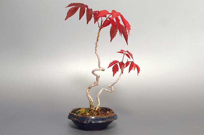 ハゼノキQ（はぜのき・櫨の木）雑木盆栽を裏側から見た景色・Rhus succedanea bonsai