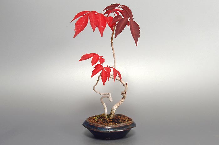 ハゼノキQ（はぜのき・櫨の木）雑木盆栽を左側から見た景色・Rhus succedanea bonsai