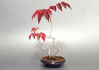 ハゼノキ-Q（はぜのき・櫨の木）盆栽の樹作りの参考樹形・Rhus succedanea Best bonsai