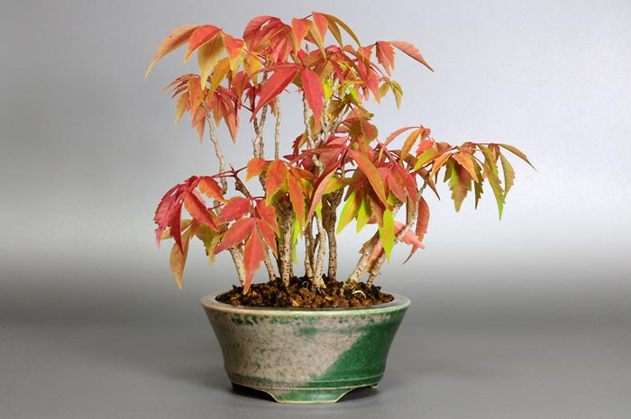 ハゼノキW（はぜのき・櫨の木）雑木盆栽の販売と育て方・作り方・Rhus succedanea bonsai