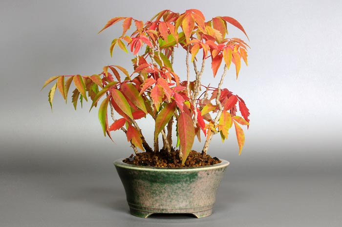 ハゼノキW（はぜのき・櫨の木）雑木盆栽を裏側から見た景色・Rhus succedanea bonsai