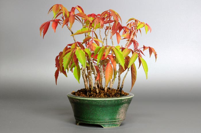 ハゼノキW（はぜのき・櫨の木）雑木盆栽を右側から見た景色・Rhus succedanea bonsai