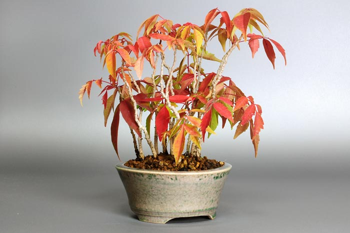 ハゼノキW（はぜのき・櫨の木）雑木盆栽を左側から見た景色・Rhus succedanea bonsai