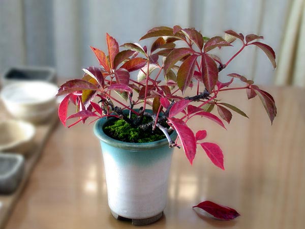 ヘンリーヅタA-1（へんりーづた・ヘンリー蔦）雑木盆栽の販売と育て方・作り方・Parthenocissus henryana bonsai