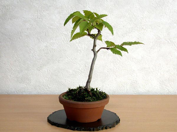 イヌシデ盆栽（いぬしで・犬四手）ミニ盆栽の今と過去の成長記録と育て方・手入れ・剪定・植え替え・Carpinus tschonoskii bonsai photo