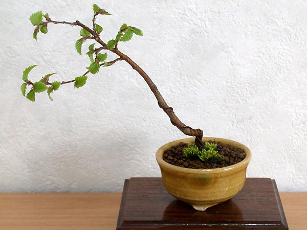 イヌシデB（いぬしで・犬四手）雑木盆栽の販売と育て方・作り方・Carpinus tschonoskii bonsai