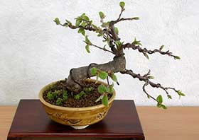 イヌシデC（いぬしで・犬四手）雑木盆栽の成長記録-1・Carpinus tschonoskii bonsai