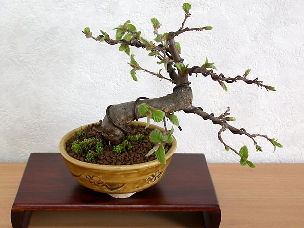 イヌシデC-1（いぬしで・犬四手）雑木盆栽の販売と育て方・作り方・Carpinus tschonoskii bonsai