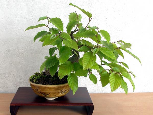 イヌシデC（いぬしで・犬四手）雑木盆栽の販売と育て方・作り方・Carpinus tschonoskii bonsai