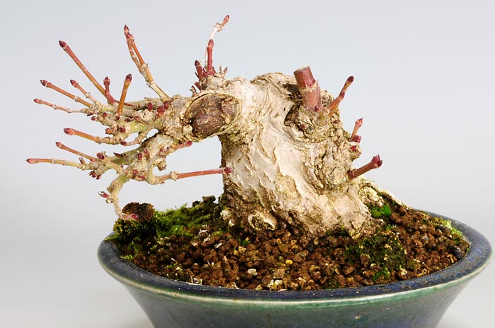 イロハモミジA（いろはもみじ・いろは紅葉）雑木盆栽を拡大して見た景色・Acer palmatum bonsai