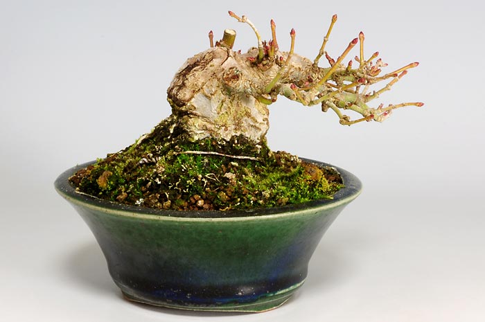 イロハモミジA（いろはもみじ・いろは紅葉）雑木盆栽を裏側から見た景色・Acer palmatum bonsai